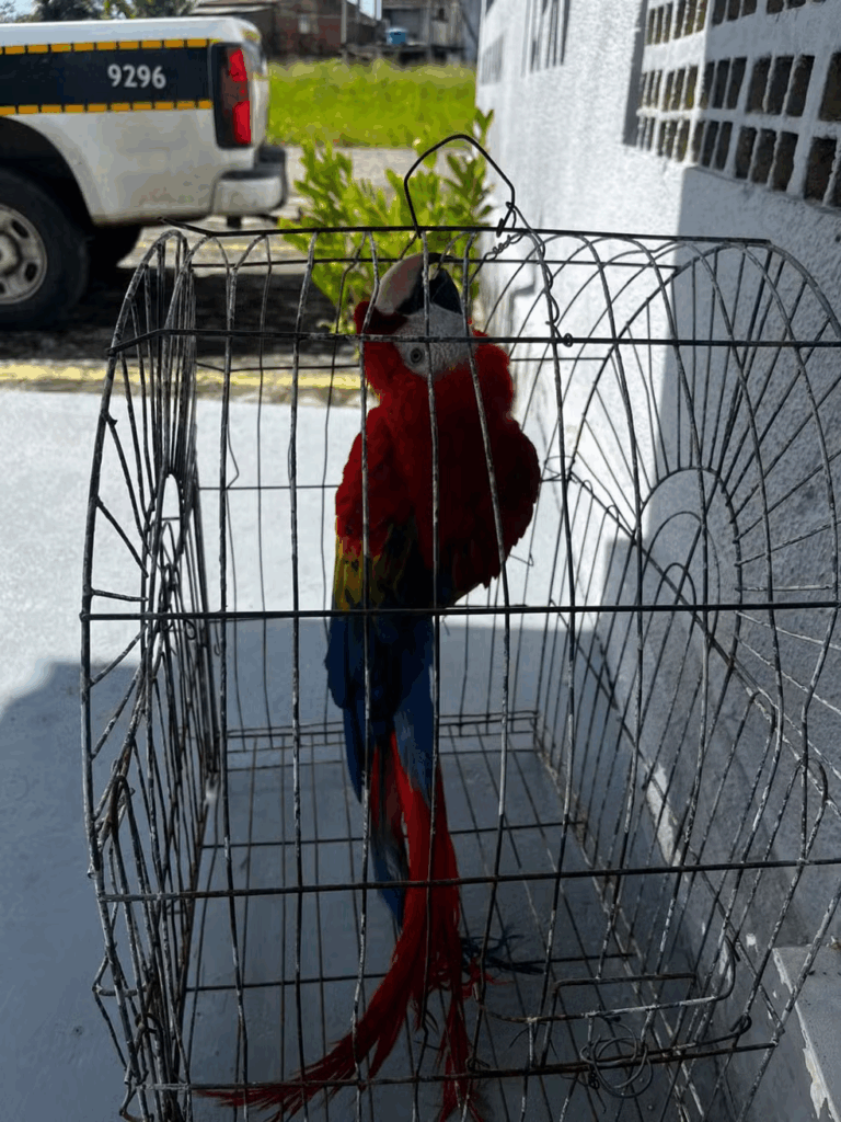 APÓS DENÚNCIAArara-vermelha possivelmente roubada da Bica é encontrada em área de mata em João Pessoa