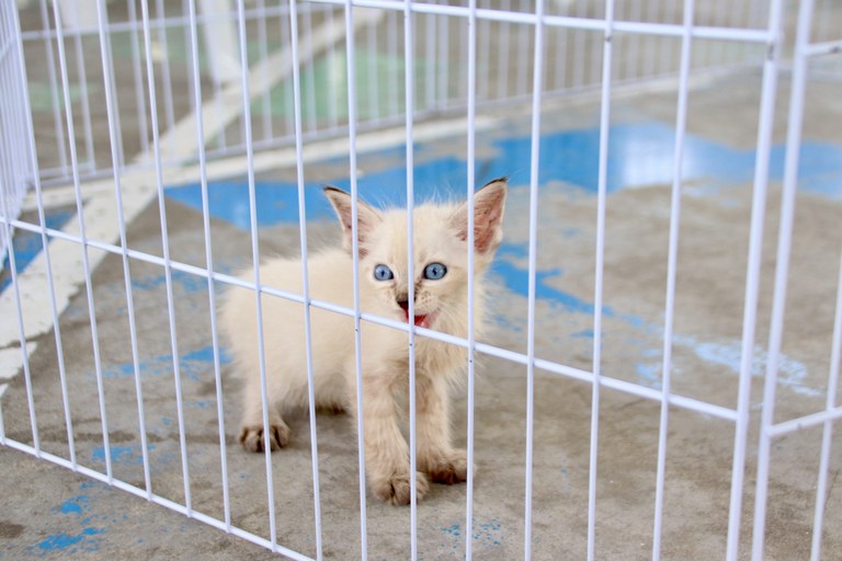 NA PARAÍBAGoverno realiza censo municipal sobre ações de proteção e bem-estar animal