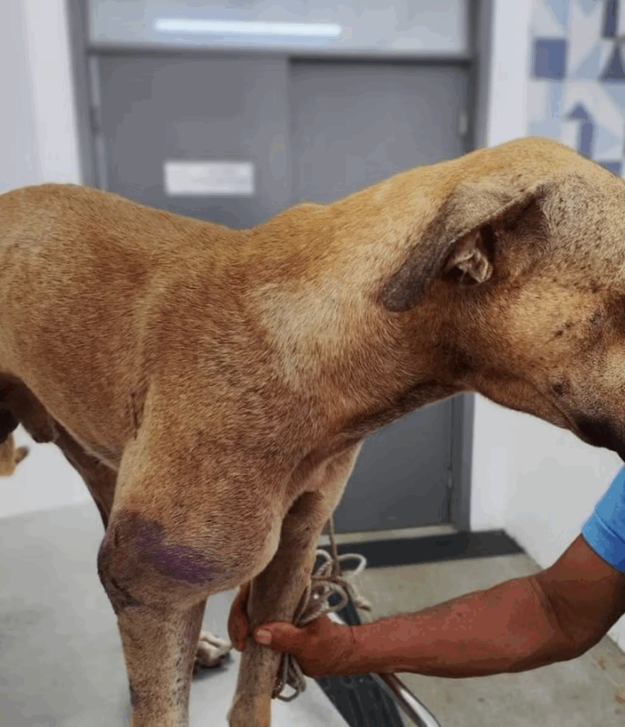 BALA PERDIDACachorro é atingido por disparo de arma de fogo em João Pessoa