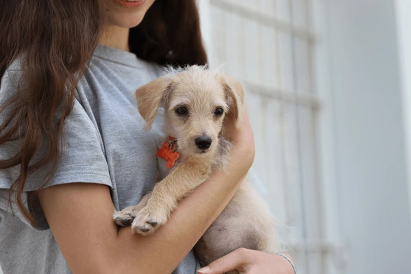 NO DIÁRIO OFICIALNova Lei: Paraíba sanciona programa ‘Cuida Pet’ que garanta a castração gratuita em caso de adoções