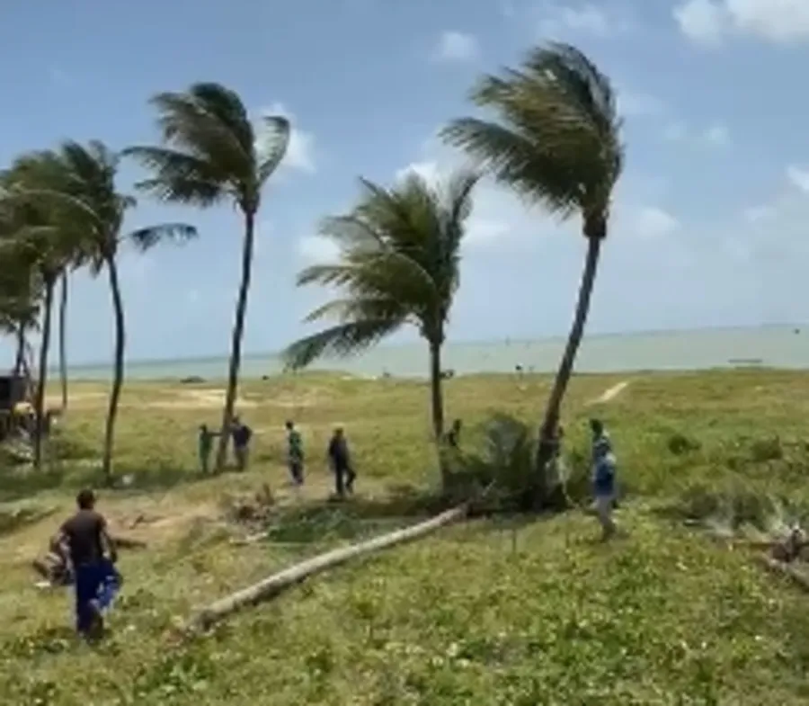 REVÉSJustiça Federal manda parar obras que derrubavam coqueiros em área protegida de Camboinha