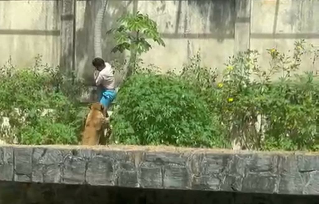 TRAGÉDIAHomem morre após invadir recinto de leoa na Bica, em João Pessoa